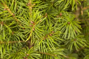 Picea glauca 'Conica' - 100 CM C10 - image 4
