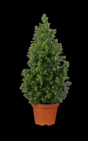 Picea glauca 'Conica' - 2 Ltr pot - image 3