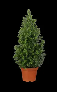 Picea glauca 'Conica' - 2 Ltr pot - image 3