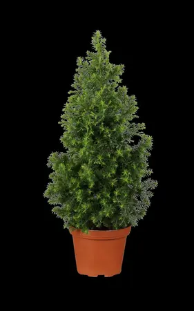 Picea glauca 'Conica' - 70-80 CM C5 - image 3