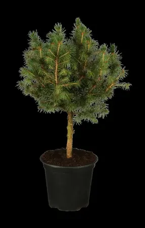 Picea glauca 'Conica' - 2 Ltr pot - image 1