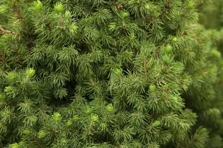 Picea glauca 'Daisy's White' - 3 Ltr pot - image 1