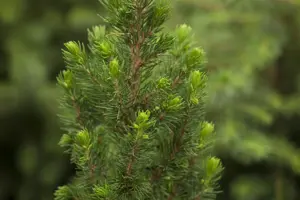 Picea glauca 'Daisy's White' - 3 Ltr pot - image 2