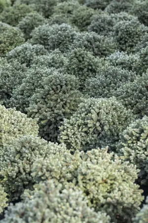 Picea glauca 'Echiniformis' - 30-40 CM C5 - image 3
