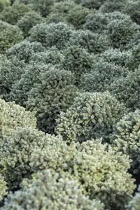 Picea glauca 'Echiniformis' - 30-40 CM C5 - image 3