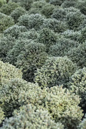 Picea glauca 'Echiniformis' - 2 Ltr pot - image 3