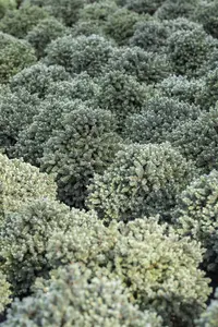 Picea glauca 'Echiniformis' - 2 Ltr pot - image 3