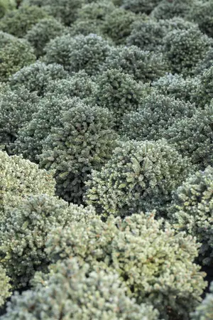 Picea glauca 'Echiniformis' - 40-50 CM C15 - image 3