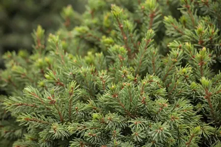 Picea glauca 'Echiniformis' - 15-20 CM C2.5 - image 1