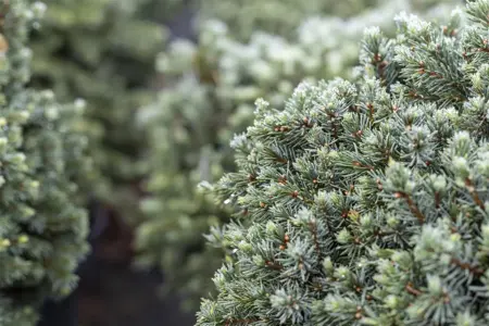 Picea glauca 'Echiniformis' - 15-20 CM C2.5 - image 2