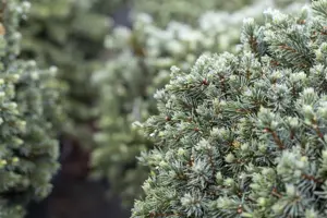 Picea glauca 'Echiniformis' - 15-20 CM C2.5 - image 2
