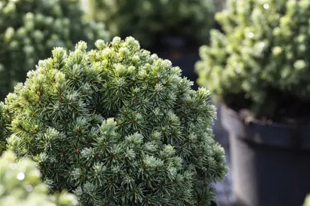 Picea glauca 'Echiniformis' - 15-20 CM C2.5 - image 4