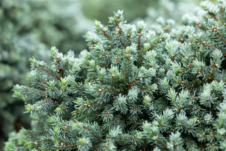 Picea glauca 'Echiniformis' - 15-20 CM C2.5 - image 5