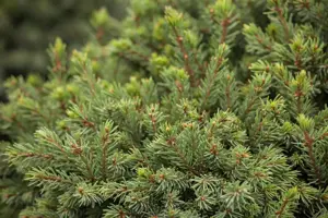 Picea glauca 'Echiniformis' - 30-40 CM C5 - image 5