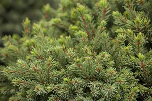 Picea glauca 'Echiniformis'