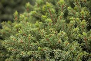Picea glauca 'Echiniformis' - 15-20 CM C2 - image 5