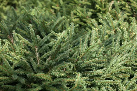 Picea glauca 'For Ever Green' - 20-25 CM P9 - image 2