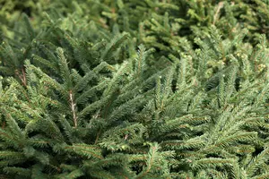 Picea glauca 'For Ever Green' - 20-25 CM P9 - image 2