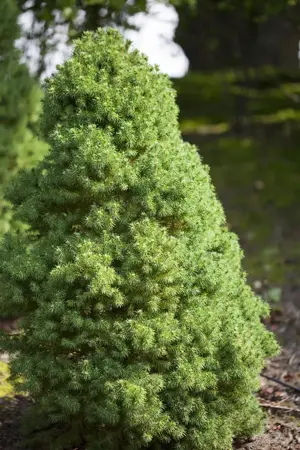 Picea glauca 'Laurin' - 25-30 CM C3.5 - image 1