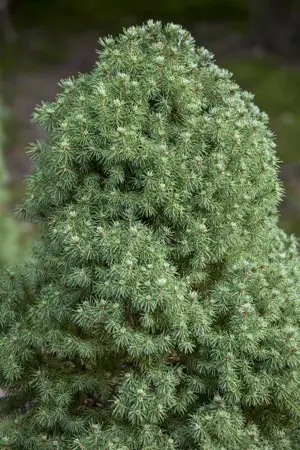Picea glauca 'Laurin' - 25-30 CM C3.5 - image 3