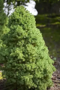Picea glauca 'Laurin' - 40-50 CM C3.5 - image 3