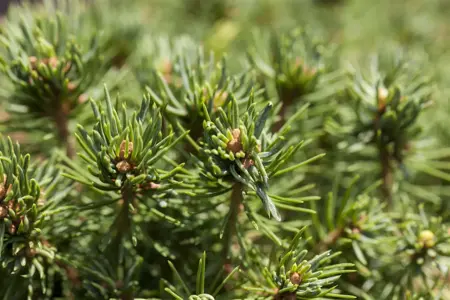 Picea glauca 'Laurin' - 25-30 CM C3.5 - image 2