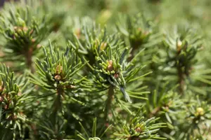 Picea glauca 'Laurin' - 25-30 CM C3.5 - image 2