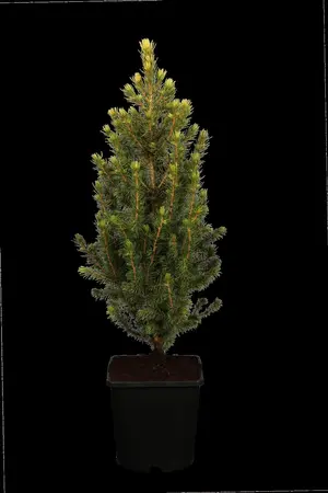 Picea glauca 'Liliput' - 20-25 CM C3 - image 1