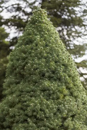 Picea glauca 'Liliput' - 20-25 CM C3 - image 4
