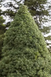 Picea glauca 'Liliput' - 20-25 CM C3 - image 4