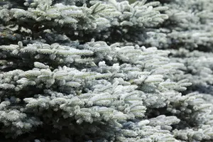 Picea glauca 'Liliput' - 20-25 CM C3 - image 2
