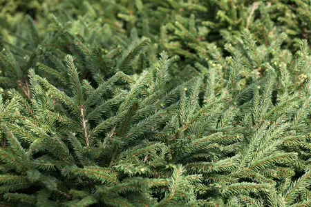 Picea glauca 'Liliput' - 20-25 CM C3 - image 3