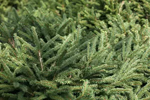 Picea glauca 'Liliput' - 20-25 CM C3 - image 3