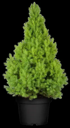 Picea glauca 'Liliput' - 20-25 CM C3 - image 5