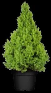 Picea glauca 'Liliput' - 20-25 CM C3 - image 5