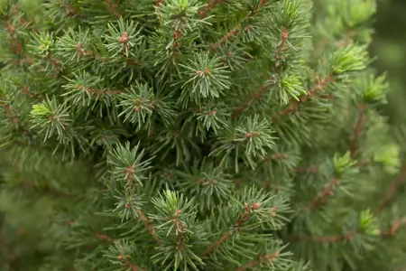 Picea glauca 'Perfecta' - 100-125 CM C12 - image 2