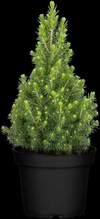 Picea glauca 'Perfecta' - 100-125 CM C12 - image 1
