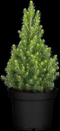 Picea glauca 'Perfecta' - 1.5 Ltr pot - image 1