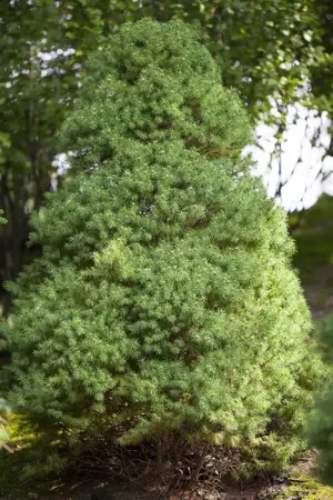 Picea glauca 'Rainbow's End' - 3 Ltr pot - image 1