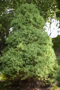 Picea glauca 'Rainbow's End'