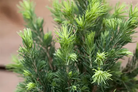 Picea glauca 'Rainbow's End' - 3 Ltr pot - image 2