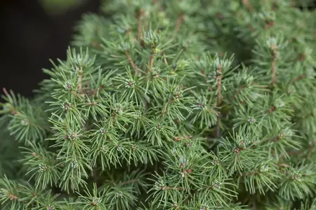 Picea glauca 'Rainbow's End' - 3 Ltr pot - image 3