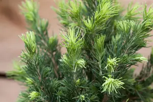 Picea glauca 'Rainbow's End' - 50-60 CM C5 - image 2