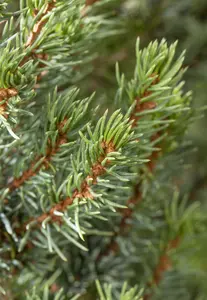 Picea glauca 'Sander's Blue' - 5 Ltr pot - image 4