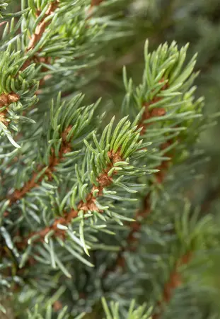 Picea glauca 'Sander's Blue' - 60-80 CM C12 - image 4