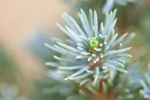 Picea glauca 'Sander's Blue' - 2 Ltr pot - image 2