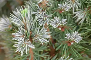 Picea glauca 'Sander's Blue' - 2 Ltr pot - image 3