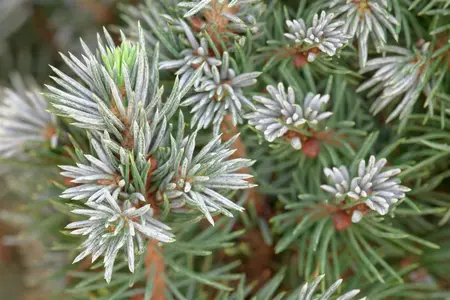 Picea glauca 'Sander's Blue' - 5 Ltr pot - image 2