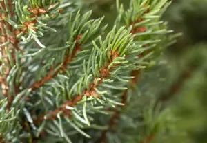 Picea glauca 'Sander's Blue' - SOLITAIR 125-150 CM C70 - image 5
