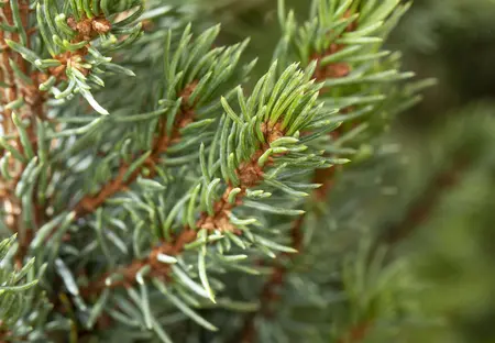 Picea glauca 'Sander's Blue' - 2 Ltr pot - image 5